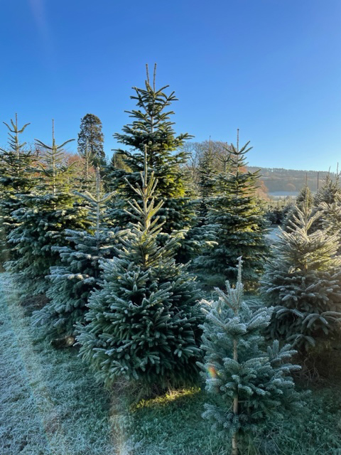 Christmas Trees