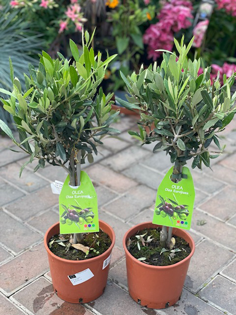 Olive Trees