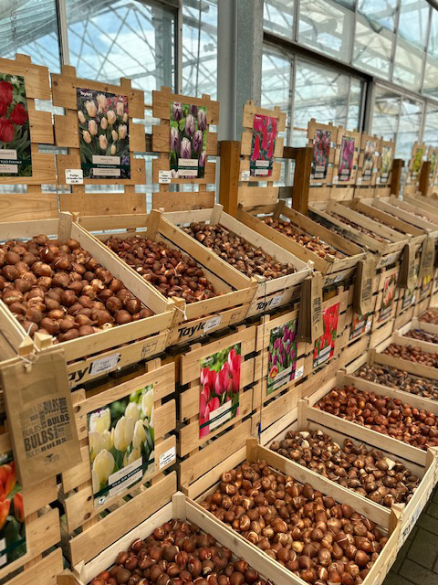 Plant Bulbs