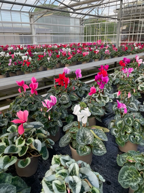 Potted Flower Pots
